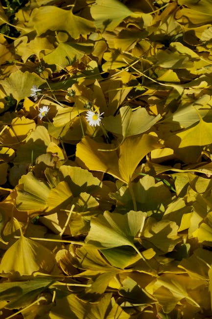 A close-up view of a ground covered with numerous yellow fan-shaped Ginkgo biloba leaves, some overlapping each other, with a few small white flowers with yellow centers scattered among the leaves. The lighting suggests outdoor natural light, casting shadows on the leaves. This scene may be part of a photograph used in the context of home relocation or outdoor packing, but the primary focus is on the dense layer of fallen leaves and delicate flowers. Man With a Van Kew, a professional removals company, might use such imagery to illustrate environmental conditions during a house or office move, highlighting the importance of careful handling of outdoor items or packing materials near the property. The environment appears calm and natural, with no other objects or furniture visible, emphasizing the seasonal detail of the fallen leaves and flowers related to a relocation process's exterior logistics.